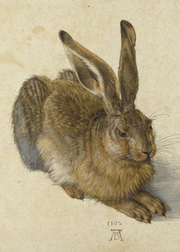 Young Hare - Albrecht Dürer - Greetings Card